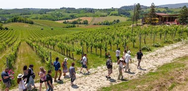 Tuscany Day Trip from Florence: Siena, San Gimignano, Pisa and Lunch at a Winery