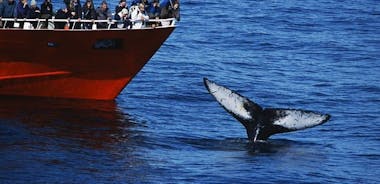 Classic Whale Watching Tour from Reykjavik, Iceland