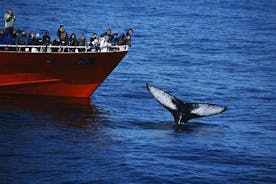 Observation des baleines classique au départ de Reykjavik