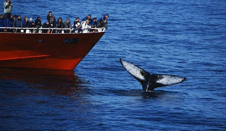 Klassische Walbeobachtung ab Reykjavik | Das Original