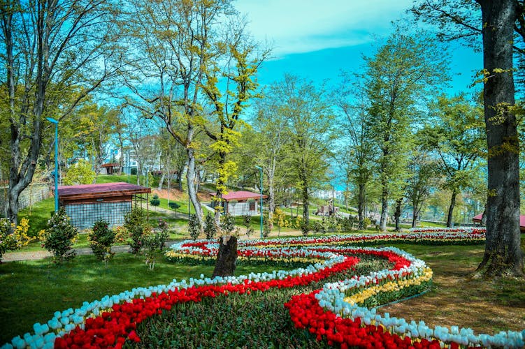 Photo of colorful Tulips in Trabzon Botanic Park.