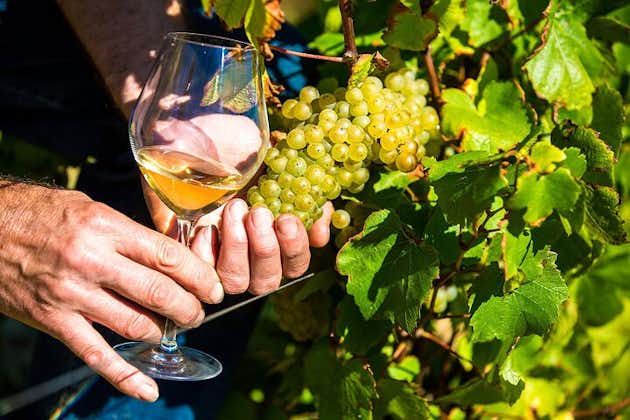 Provence ekologisk vinprovning halvdagstur från Nice