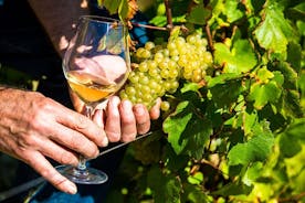니스에서 출발하는 프로방스 유기농 와인 시음 반나절 투어