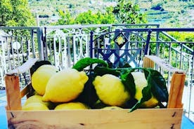 Tour in the lemon fields on the Amalfi Coast