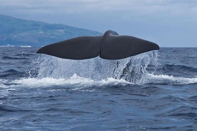 Tour de avistamiento de ballenas y delfines en la isla de Pico
