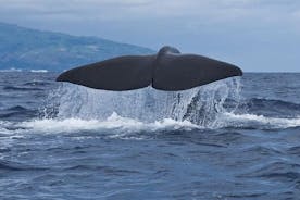 피코 섬의 고래 및 돌고래 관찰 투어