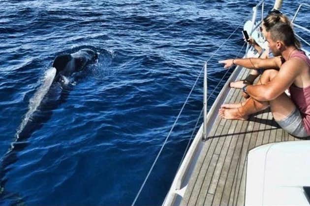 Experiencia premium de avistamiento de ballenas y delfines todo incluido