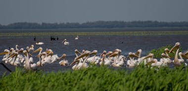 Tour écologique de la rivière Odessa dans le parc naturel