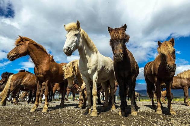 Viking Horse Riding og Golden Circle Tour fra Reykjavik
