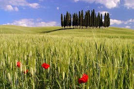Montalcino, la vallée d'Orcia, Pienza et Montepulciano : Visite guidée avec dégustation de vins et de fromages au départ de Florence