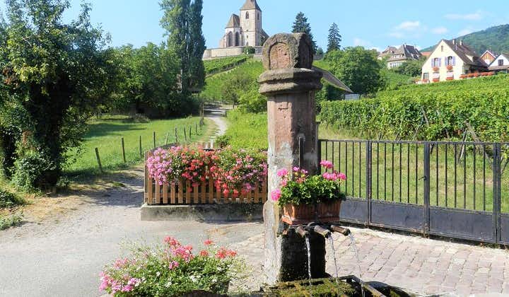 The Emblematic: visit of villages, Haut-Koenigsbourg, Wine tasting