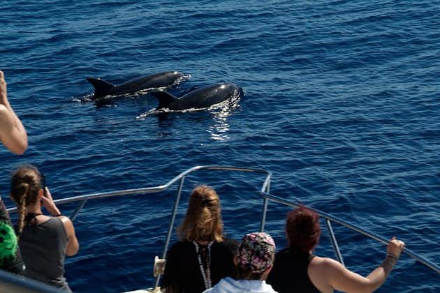 Viaje de avistamiento de ballenas con tripulación local