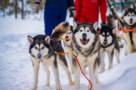 Husky-Safari und Schneemobil-Erlebnis in kleiner Gruppe in Rovaniemi