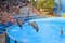 Dolphinarium - show with dolphins in Zoomarine.