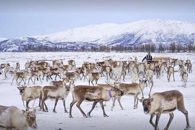 Excursión de alimentación de renos, lanzamiento de lazo y cultura sami desde Tromsø con almuerzo incluido