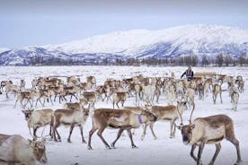 Excursion avec nourrissage des rennes, lancer de lasso et culture sami comprenant le déjeuner au départ de Tromso