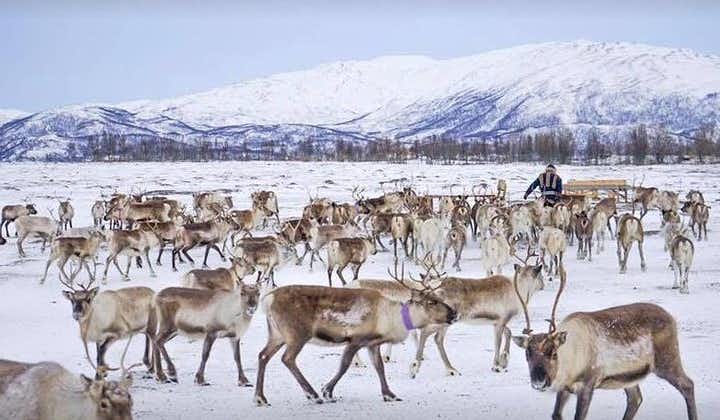 Excursion avec nourrissage des rennes, lancer de lasso et culture sami comprenant le déjeuner au départ de Tromso