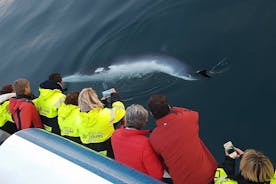 Whale-Watching Boat Tour with Expert Guide from Reykjavik