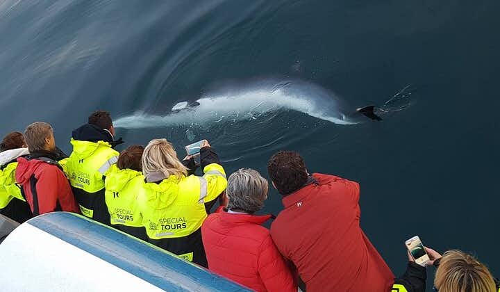 Croisière d'observation des baleines au départ de Reykjavik