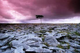 Walk in Burren National Park Clare. Guided. 4 hours.