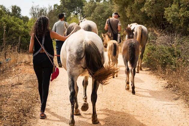 Horse Sanctuary: A nature walk with Rescued Horses by your side