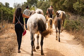 ホースサンクチュアリ: 救出された馬をそばに連れて自然散策