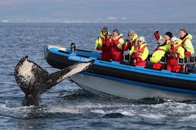 Húsavík에서 고래 사파리와 퍼핀 RIB 보트 투어