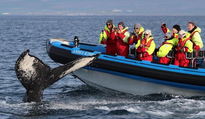 Whale Safari and Puffins RIB Boat Tour from Húsavík
