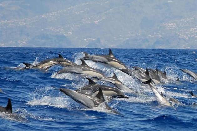 在马德拉岛卡列塔观赏鲸鱼和海豚