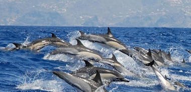 マデイラ島のカリェタでのクジラとイルカのウォッチング