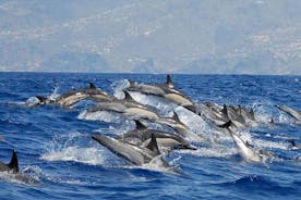 マデイラ島のカリェタでのクジラとイルカのウォッチング