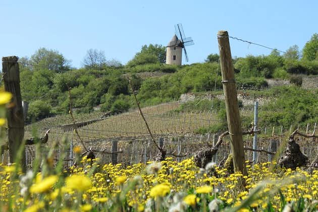 Private Wine Tour to Burgundy Region from Paris