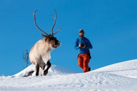 特罗姆瑟的北极自然摄影观光旅游