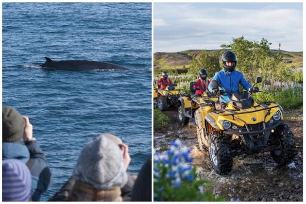 Croisière d'observation des baleines et aventure en quad au départ de Reykjavik
