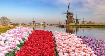 Springtime in Holland (port-to-port cruise) - MODIGLIANI