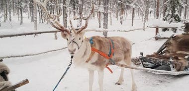 Lapland Reindeer Safari from Levi