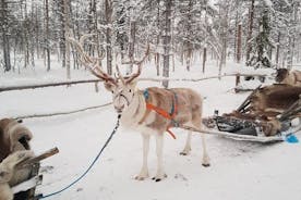 Safari de renos de Laponia desde Levi
