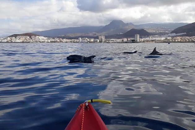  Esperienza con i delfini e le tartarughe in kayak a Tenerife