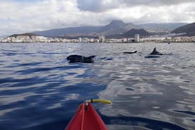  Experiencia en kayak con delfines y tortugas en Tenerife