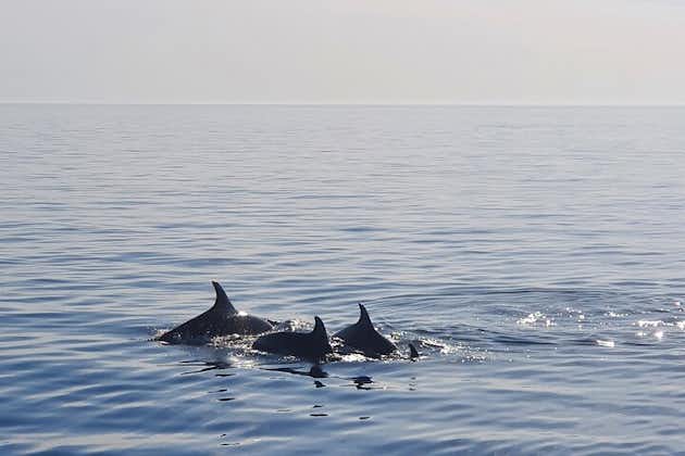 Excursion en bateau d'observation des dauphins autour de Vrsar