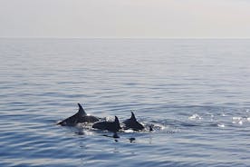Dolfijnen kijken boottocht rond Vrsar