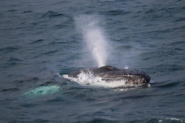 Excursion à terre à Reykjavik: croisière d'observation des baleines