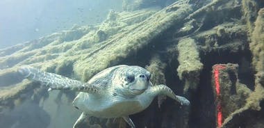 Odkryj SCUBA Diving z Pissouri Bay Divers