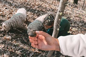 Full-Day Motovun Truffle Hunt with Lunch and Liqueur Tasting