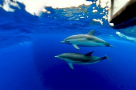 Delfini Tour Taormina