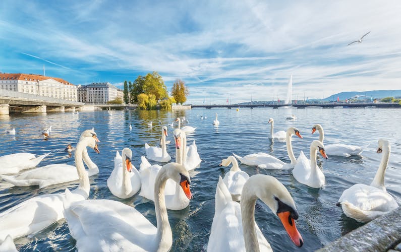 Photo of classical view of lake Geneva with waterfowl white swans by quay, famous fountain in background.