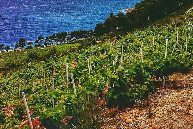Dubrovnik: dégustation de vin et d'huîtres Ston