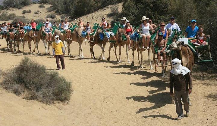 骆驼骑马在马斯帕洛马斯沙丘