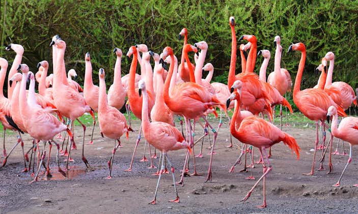 Photo of group of pink flamingos in Planckendael Zoo, Belgium.
