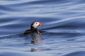 Sightseeing Around Nólsoy to see Puffins